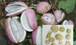 文山八月瓜免费吃,免费品尝大自然的馈赠